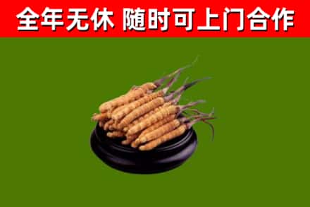 新田县烟酒回收冬虫夏草.jpg